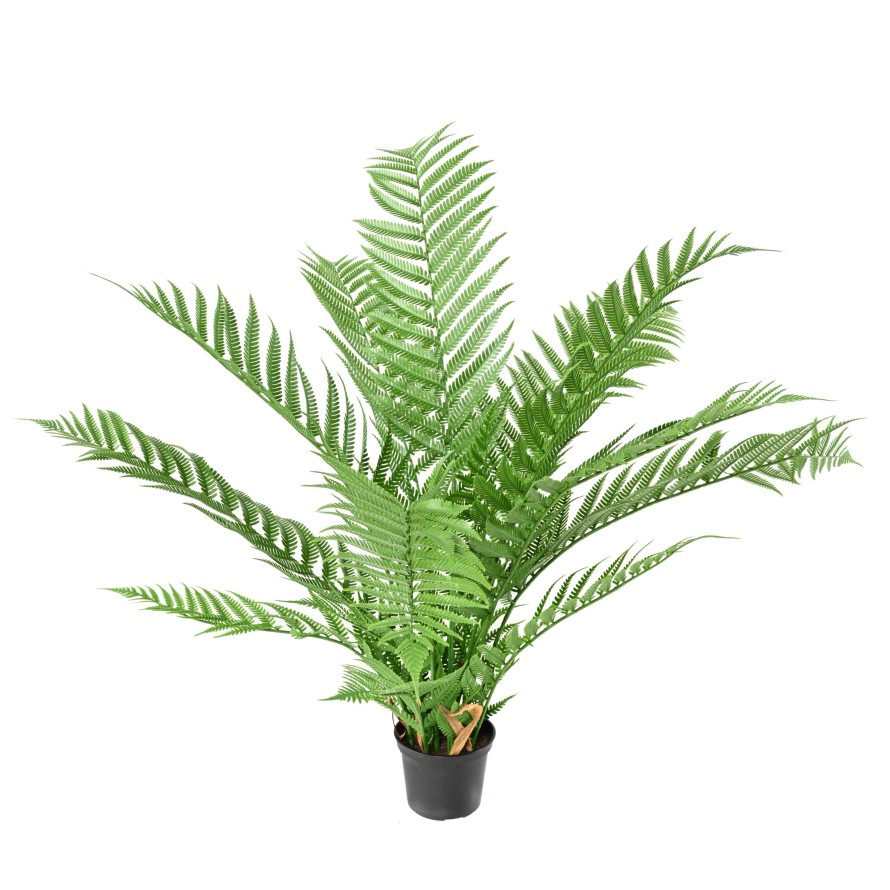 DICKSONIA PLANT *16 (FERN)