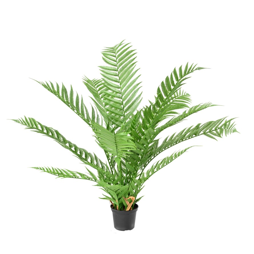 DICKSONIA PLANTA*16 (HELECHO)