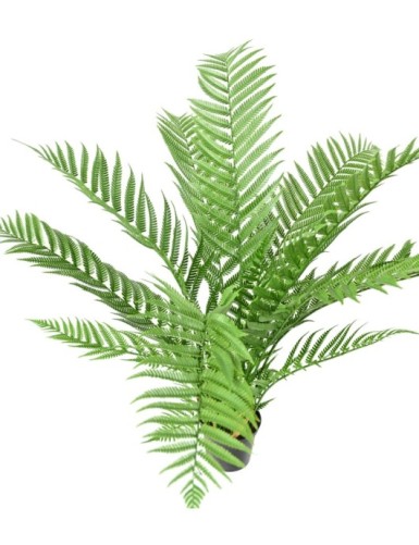 DICKSONIA PLANT *16 (FERN)