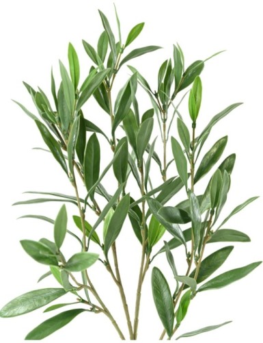 OLIVENBAUM ZWEIG PLAST UV