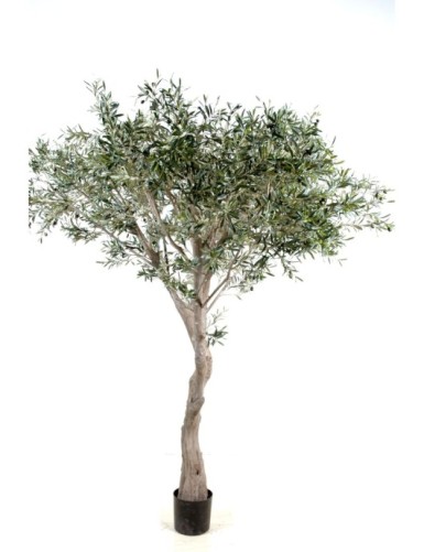 OLIVENBAUM GIANT