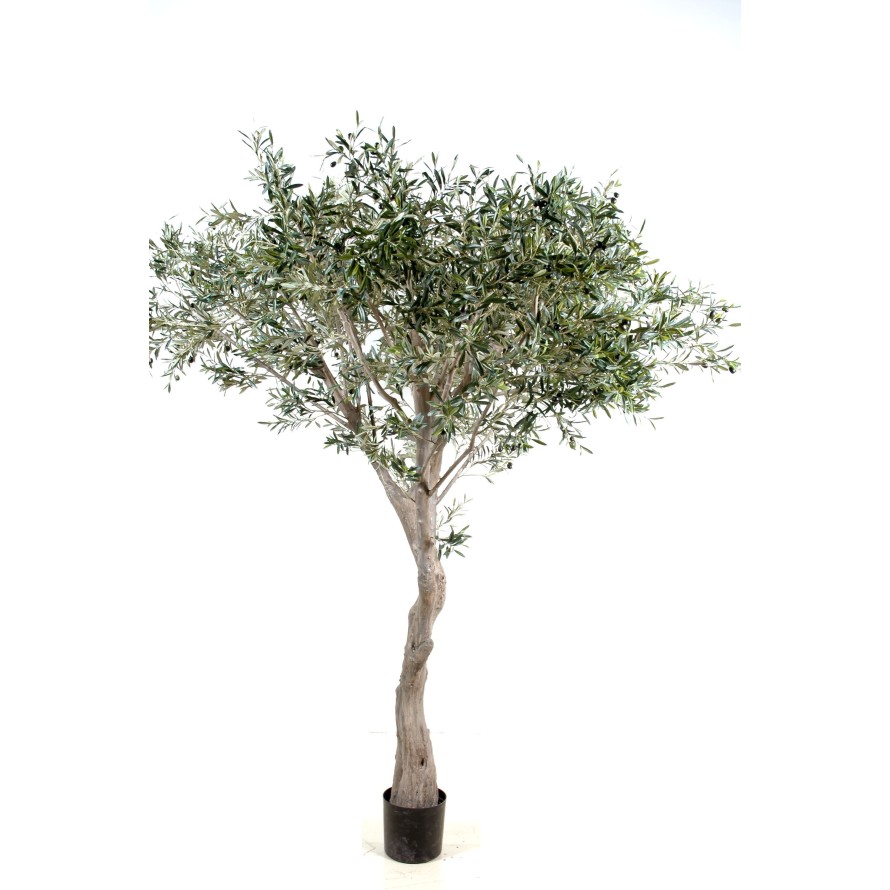 OLIVENBAUM GIANT