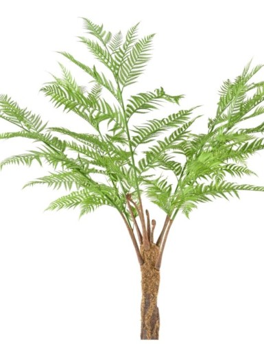 DICKSONIA (HELECHO)