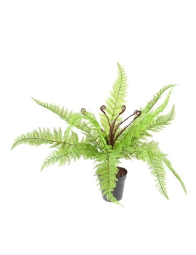 FARN BOSTON STECKSTAB 59