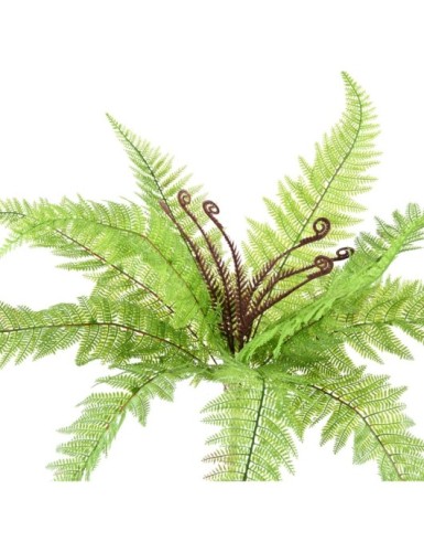 FERN (BOSTON) BUSH 59