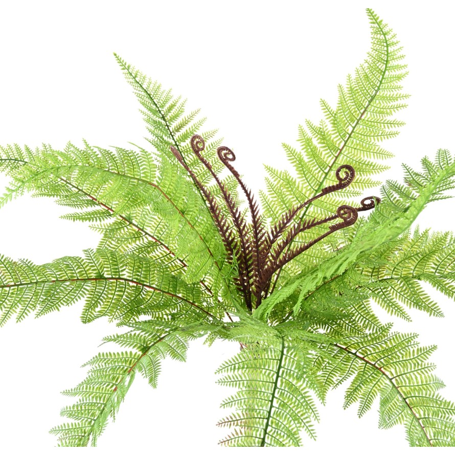 FERN (BOSTON) BUSH 59