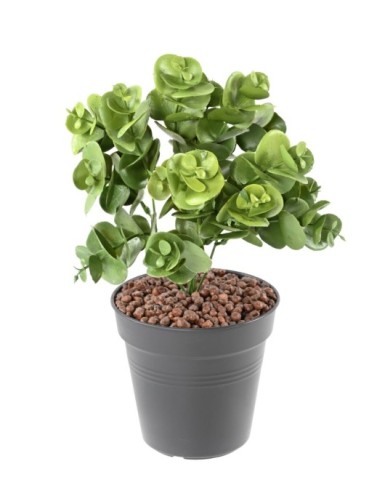 EUKALYPTUS 81 STECKSTAB 30