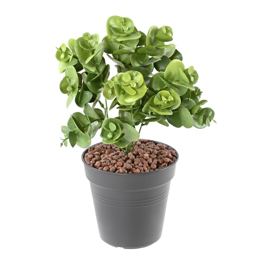 EUKALYPTUS 81 STECKSTAB 30