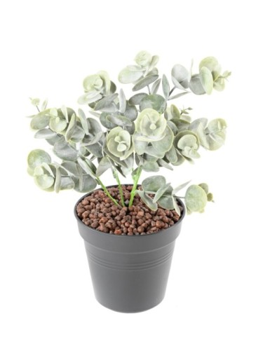 EUKALYPTUS 81 STECKSTAB 30