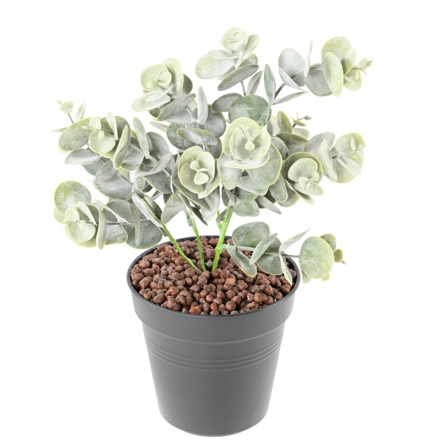 EUKALYPTUS 81 STECKSTAB 30