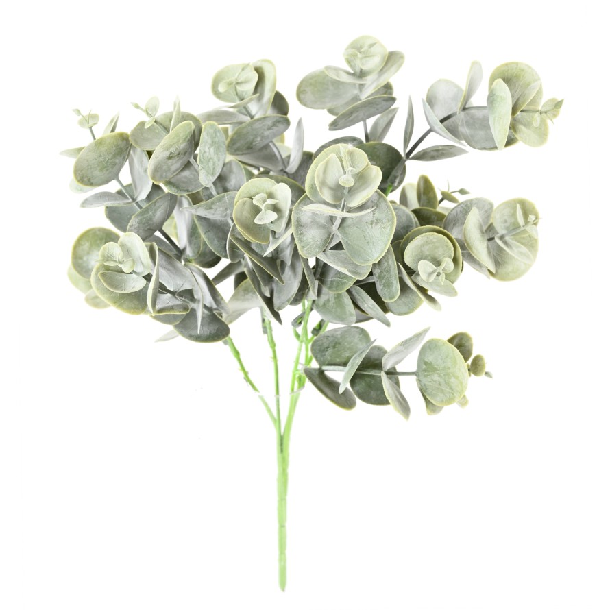 EUCALIPTO SIN MACETA 30