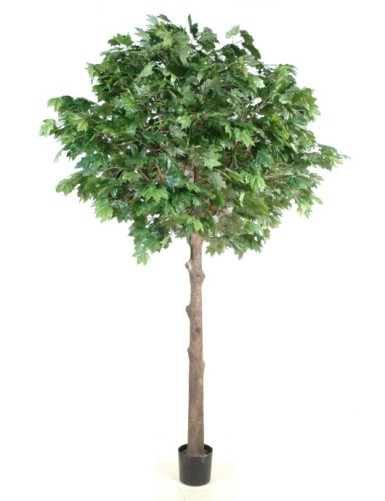 PLÁTANO ÁRBOL CABEZA PLETINA