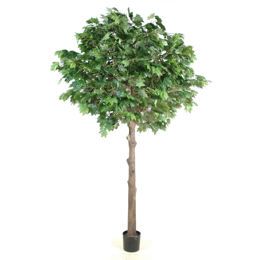 PLÁTANO ÁRBOL CABEZA PLETINA