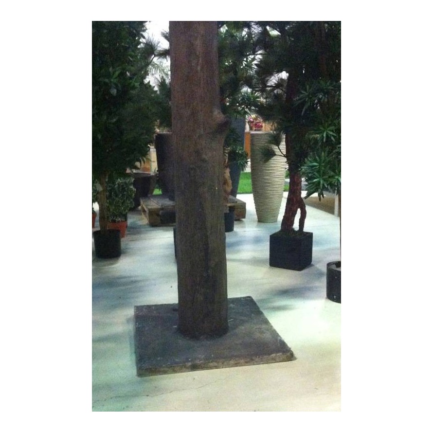 PLÁTANO ÁRBOL CABEZA PLETINA