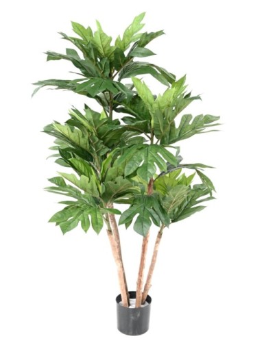 ARTOCARPUS ALTILIS...