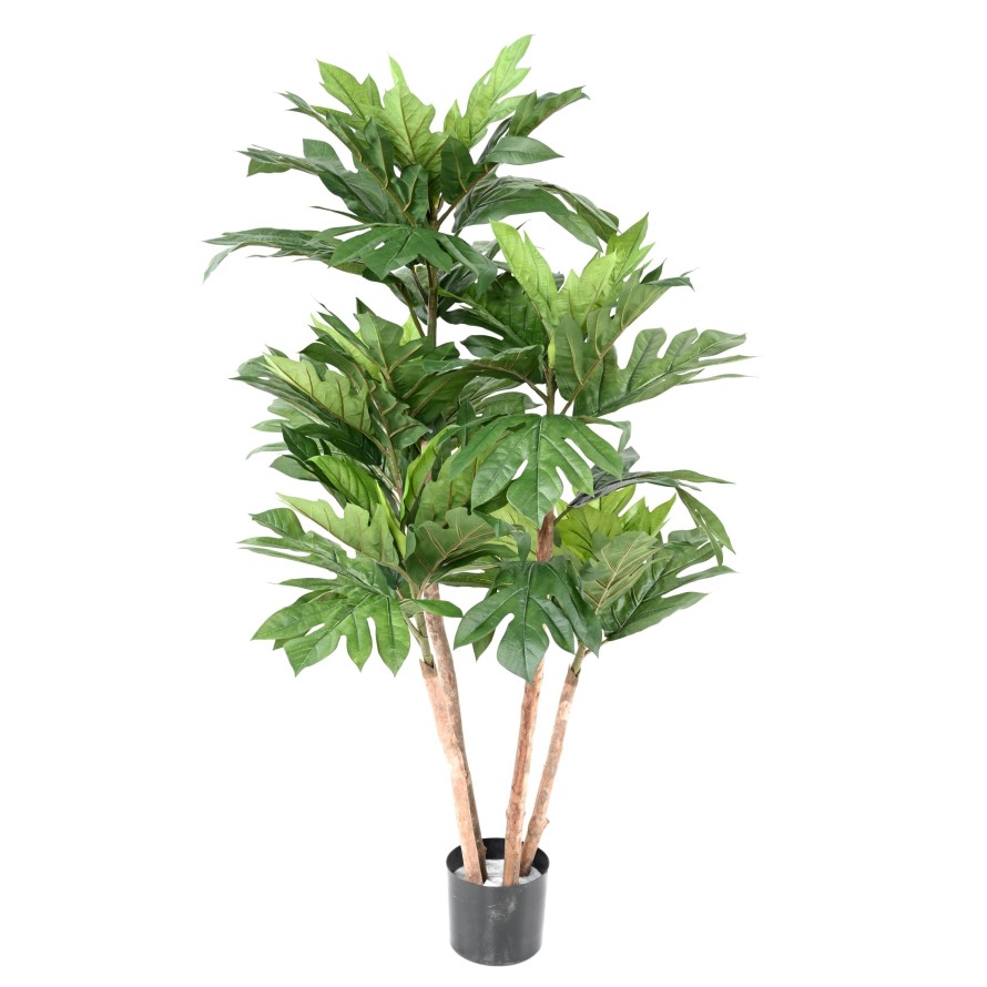 ARTOCARPUS ALTILIS Mehrstämmig (Brotfruchtbaum)