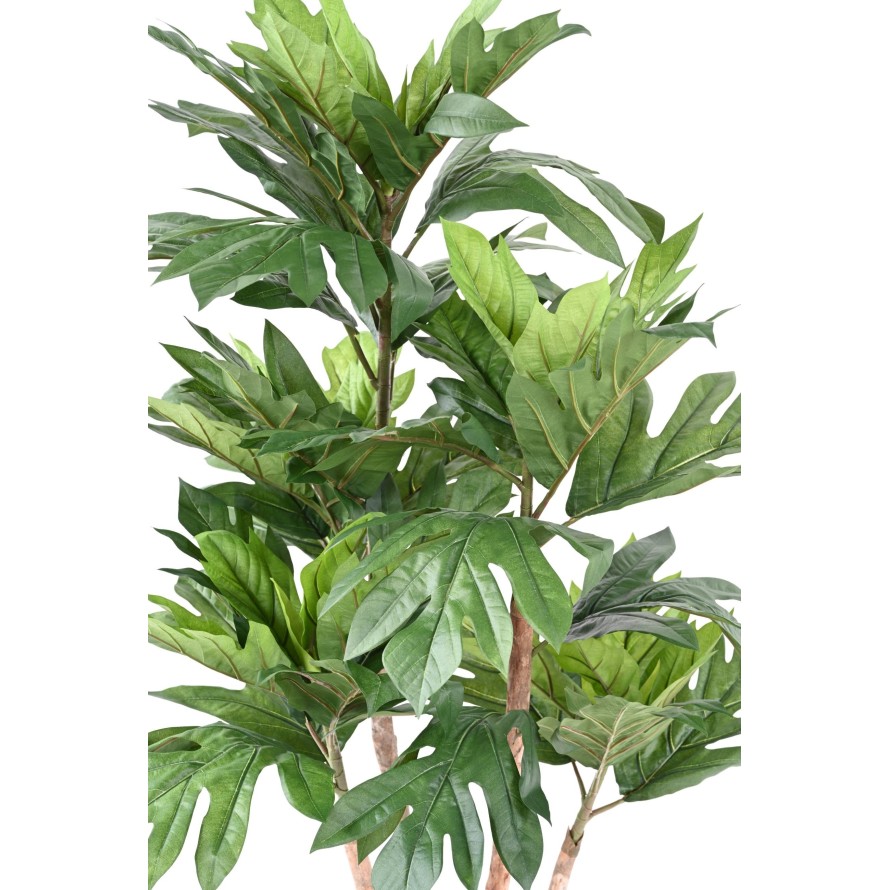 ARTOCARPUS ALTILIS Multitronco (árbol del pan)