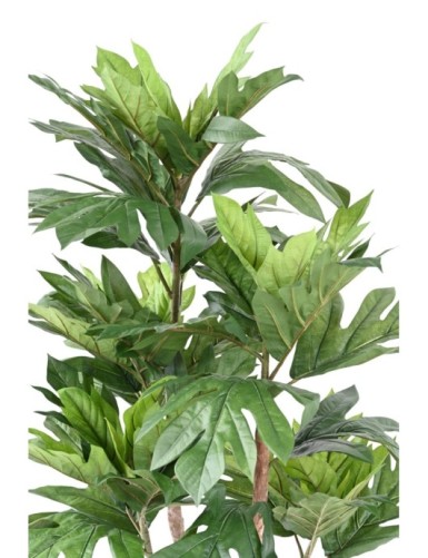 ARTOCARPUS ALTILIS Multitronco (árbol del pan)