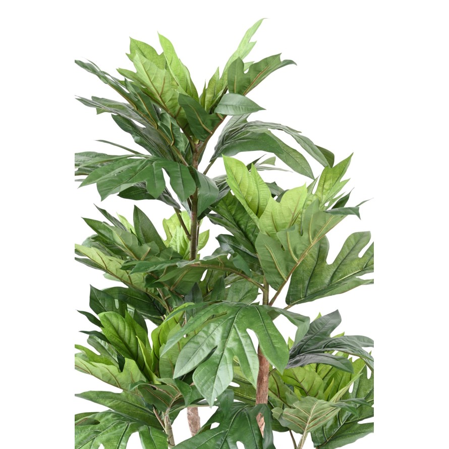 ARTOCARPUS ALTILIS Multi-trunk (breadfruit tree)