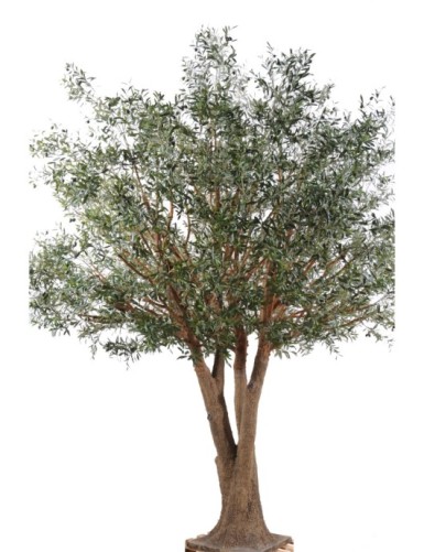 OLIVENBAUM TREE