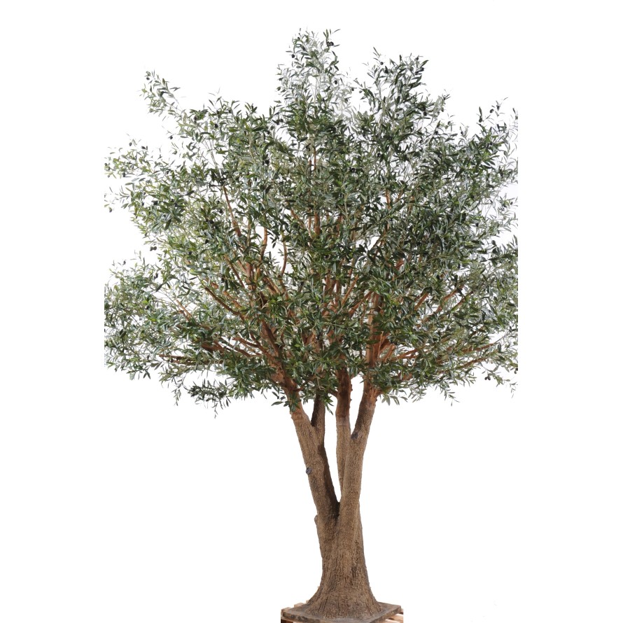 OLIVO TREE