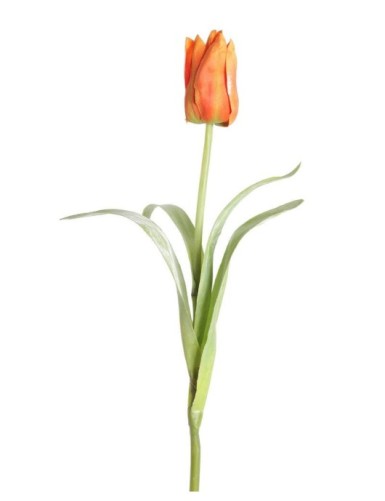 SPITZBLÜTIGE TULPE