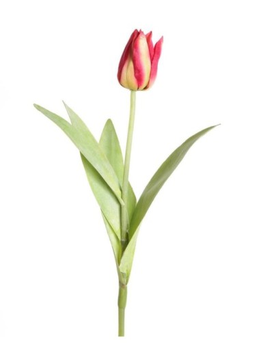 SPITZBLÜTIGE TULPE