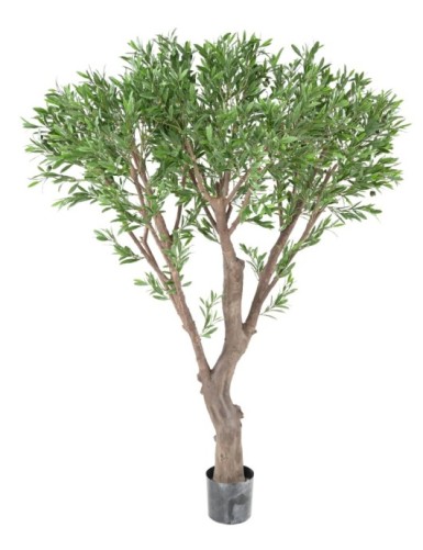 OLIVO GIGANTE PLÁST. 185...