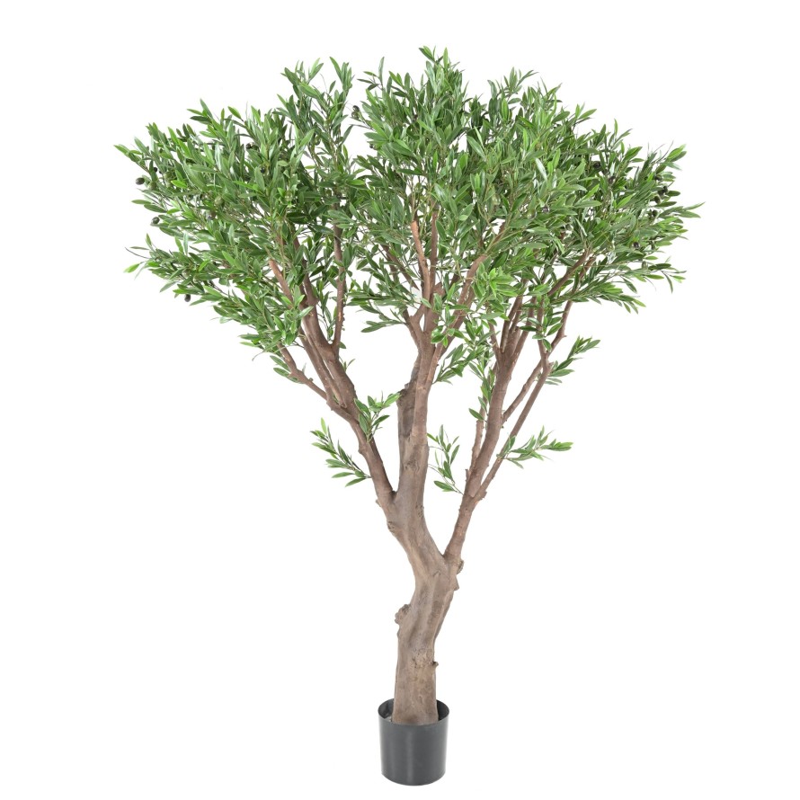 OLIVENBAUM GIANT PLAST 185 UV