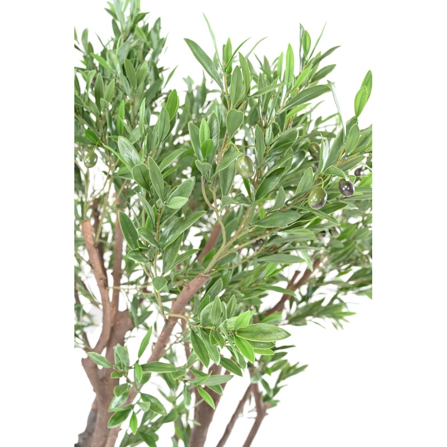 OLIVENBAUM GIANT PLAST 185 UV