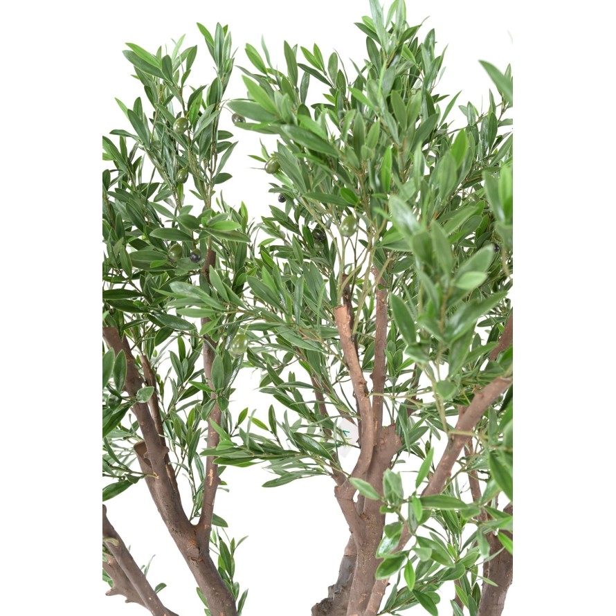 OLIVENBAUM GIANT PLAST 185 UV