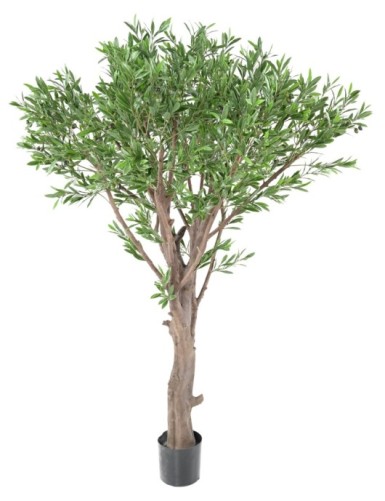 OLIVENBAUM GIANT PLAST 185 UV