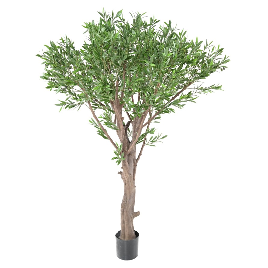 OLIVENBAUM GIANT PLAST 185 UV