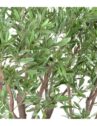 OLIVENBAUM GIANT PLAST 185 UV