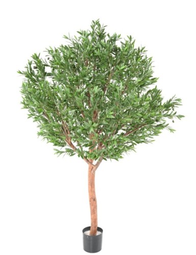 OLIVENBAUM KRONE GROSS PLAST 210 UV
