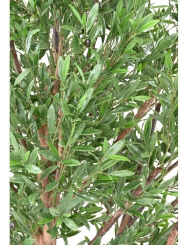 OLIVO CABEZA LARGE PLÁST. 210 RESISTENTE A LOS RAYOS UV