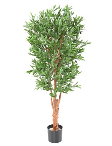 OLIVENBAUM KNORRIGER STAMM...