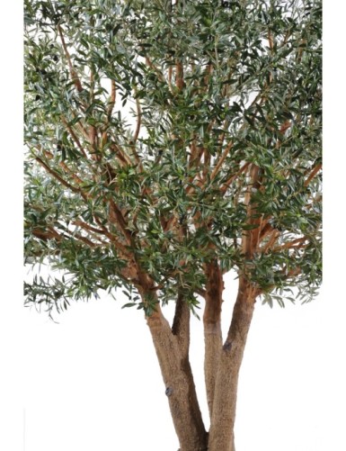 OLIVO TREE