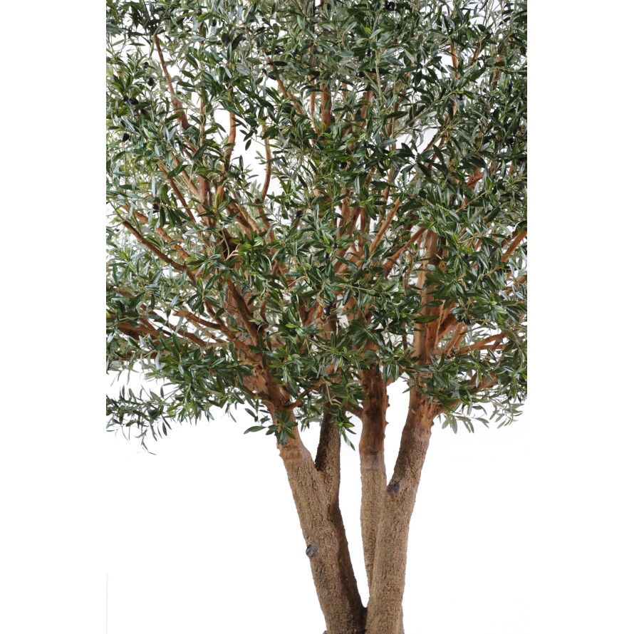 OLIVENBAUM TREE