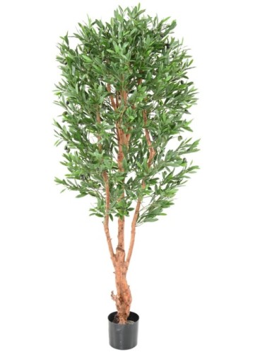 OLIVENBAUM KNORRIGER STAMM...