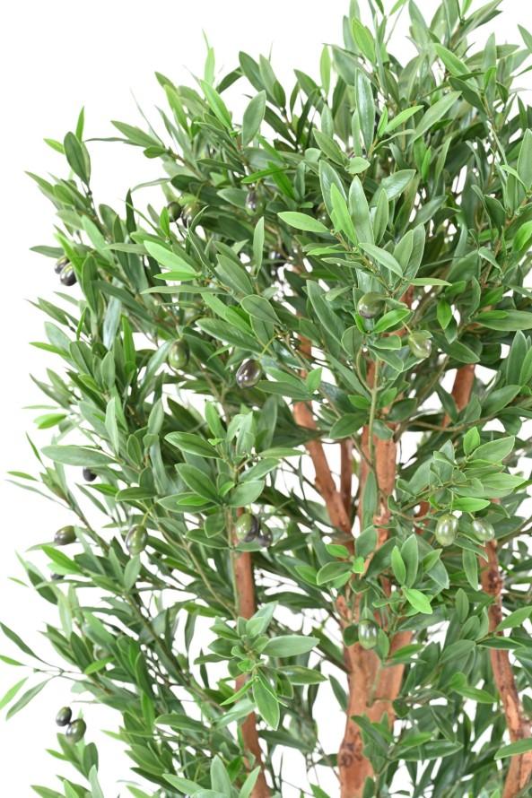 OLIVIER TRONC NOUEUX PLAST UV