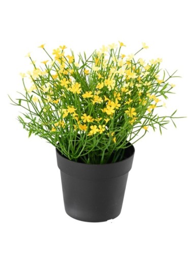 MARGARITA MINI 20 en maceta