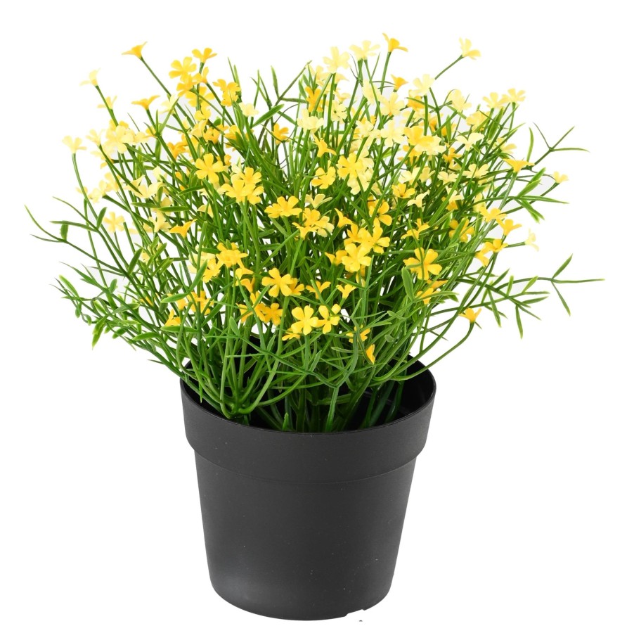 MARGERITE MINI 20 Topf