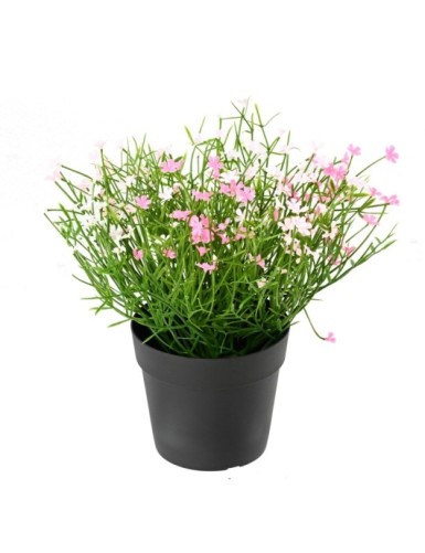 MARGERITE MINI 20 Topf