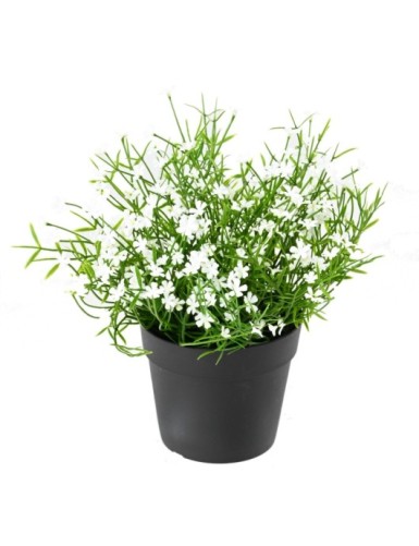 MARGERITE MINI 20 Topf