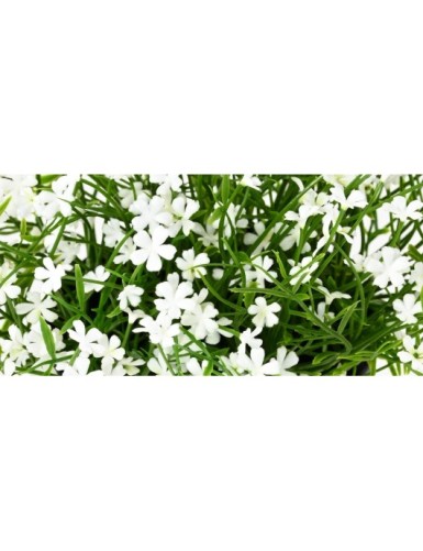 MARGERITE MINI 20 Topf