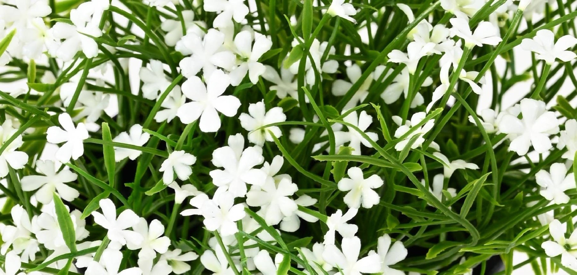 MARGARITA MINI 20 en maceta