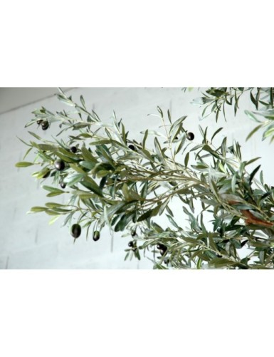 OLIVO TREE