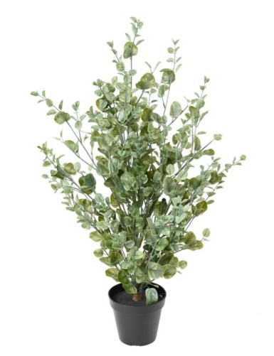 EUKALYPTUS 81 BUSCH 90