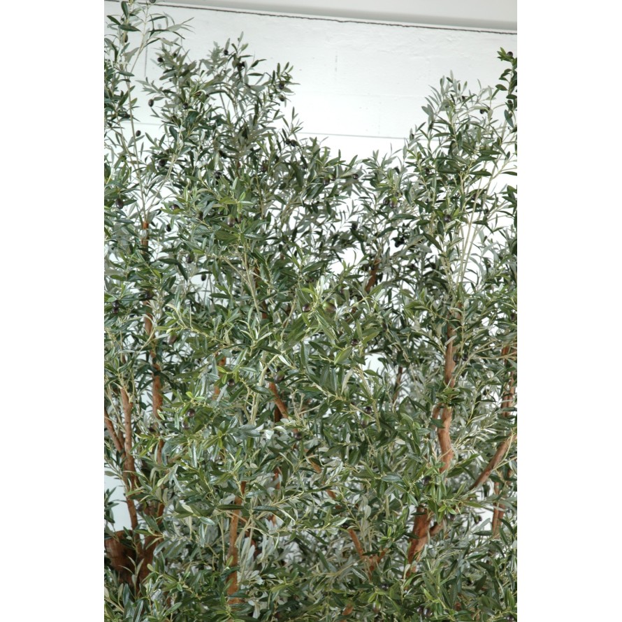 OLIVO TREE